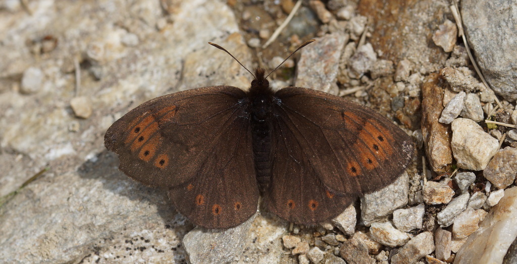 Erebia pandrose