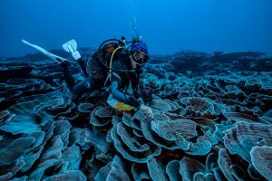 barriera corallina tahiti