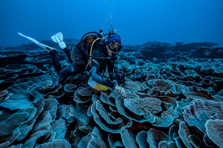 barriera corallina tahiti
