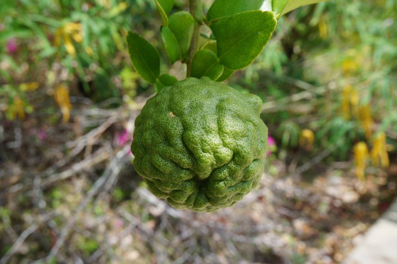 combava