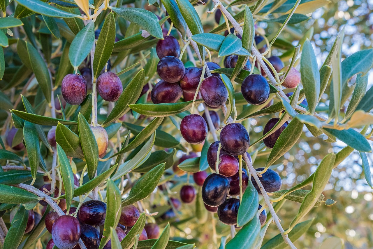 foglie olivo