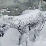 Inquietante fenomeno in Turchia: fa così freddo che gli animali si ‘ibernano’ – FOTO & VIDEO