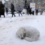 Inquietante fenomeno in Turchia: fa così freddo che gli animali si ‘ibernano’ – FOTO & VIDEO