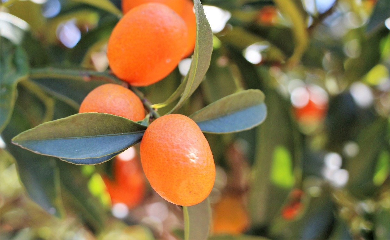 kumquat mandarino cinese