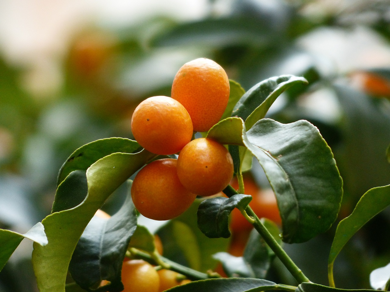 kumquat mandarino cinese