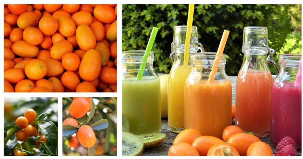 mandarino cinese kumquat