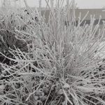 Meteo, anticiclone e nebbie al Nord: la neve chimica imbianca Cesano Maderno – FOTO