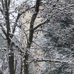 Maltempo, oggi Emilia-Romagna imbiancata dalla neve: la Dama Bianca ammanta Imola e Forlì, fiocchi a Bologna [FOTO]