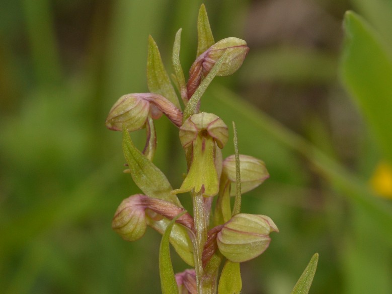 orchidea Coeloglossum viride