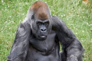 ozzie gorilla atlanta