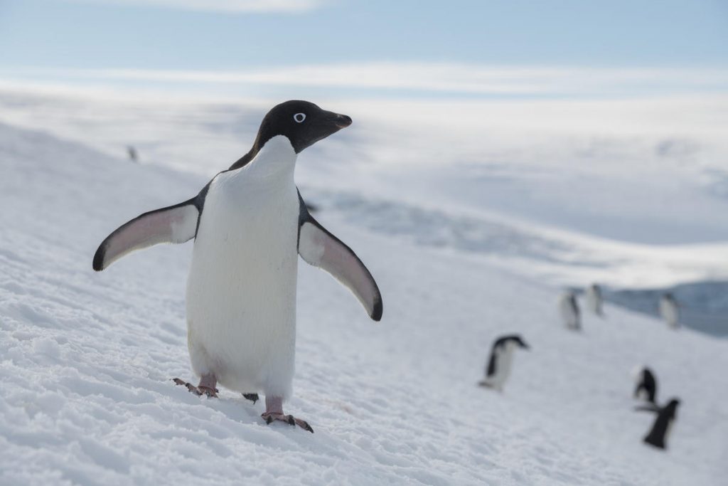 pinguini greenpeace