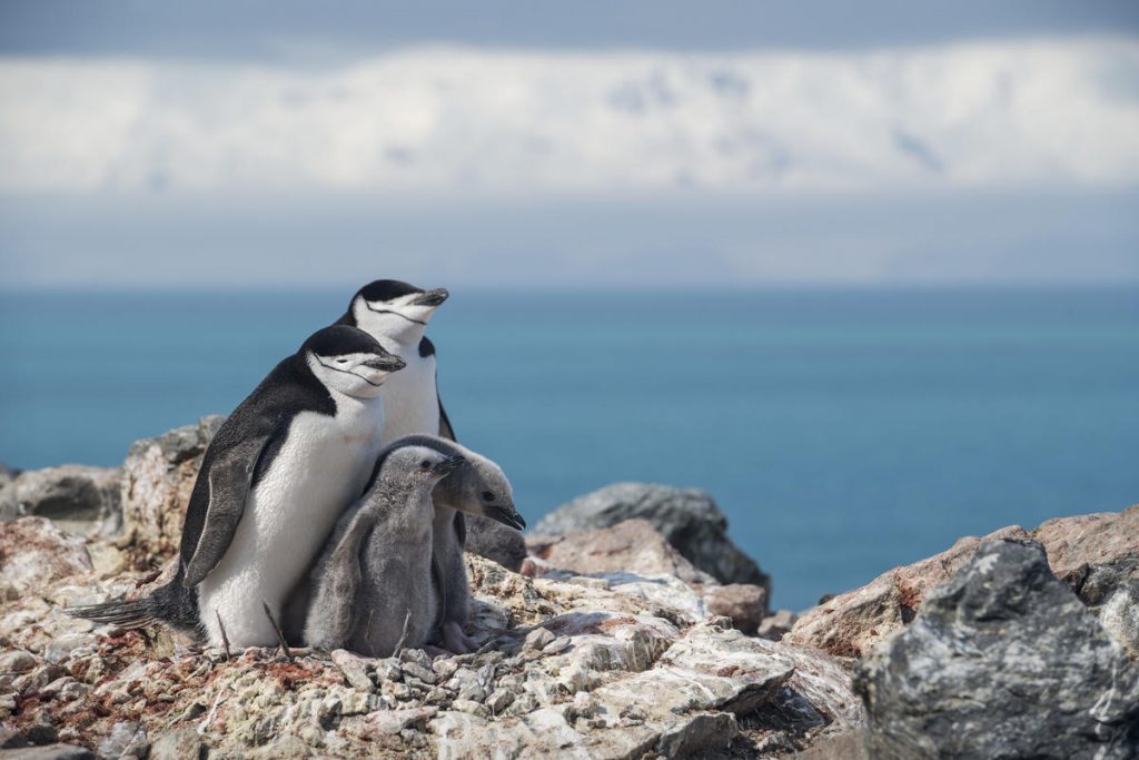 pinguini greenpeace