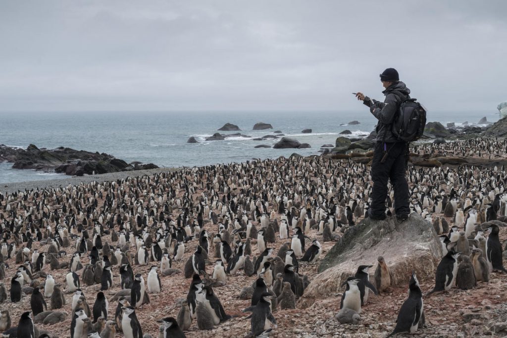 pinguini greenpeace
