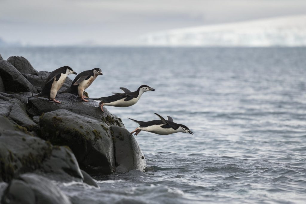 pinguini greenpeace