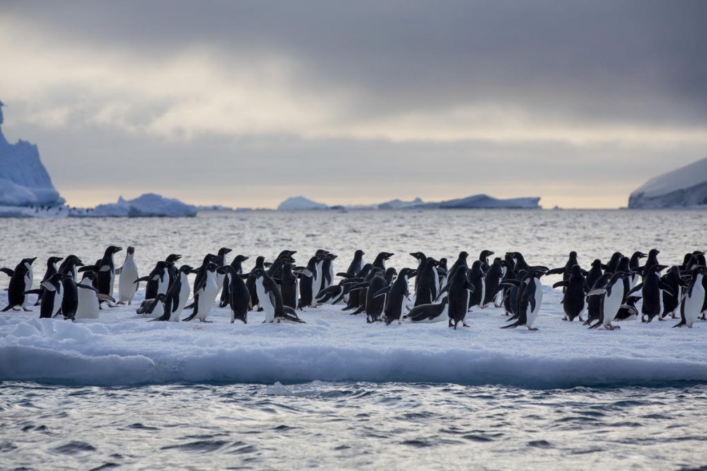 pinguini greenpeace