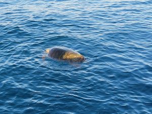 tartarughe caretta caretta