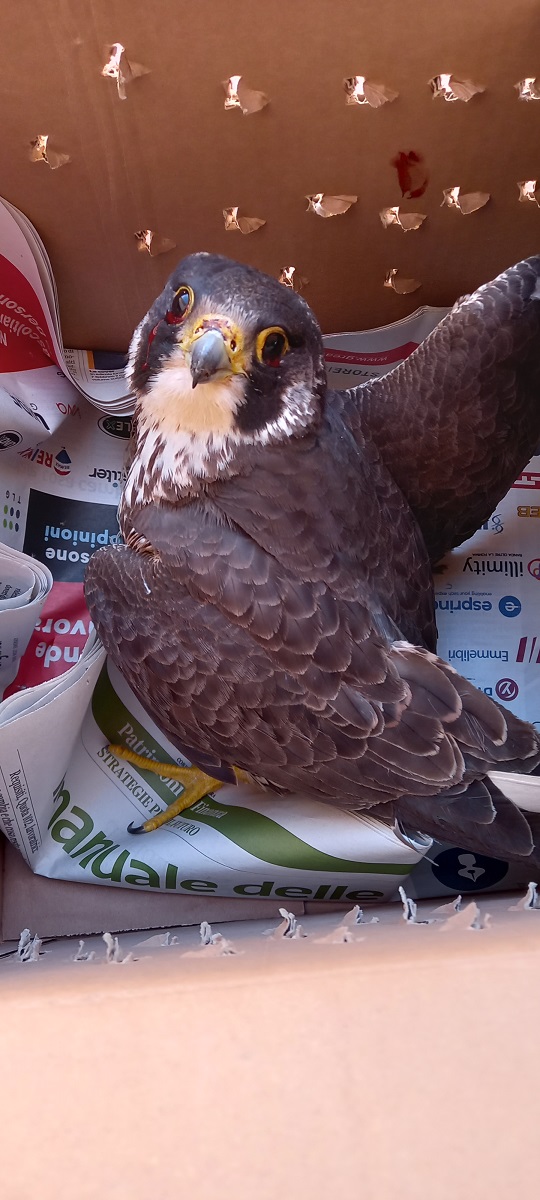 Falco pellegrino Oppido Mamertina