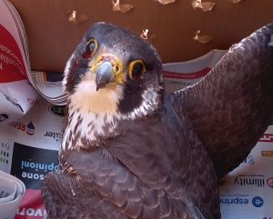 Falco pellegrino Oppido Mamertina