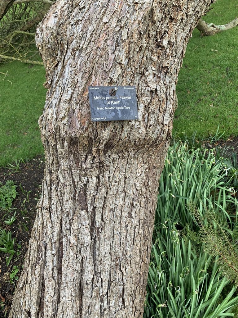 Newton’s Apple Tree