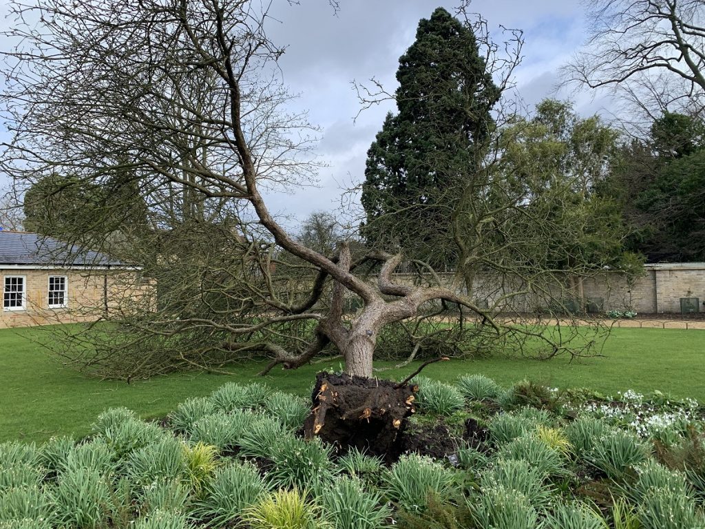 Newton’s Apple Tree
