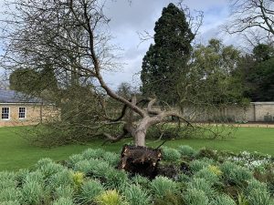 Newton’s Apple Tree