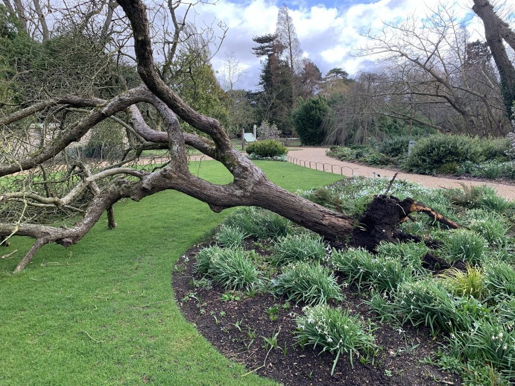 Newton’s Apple Tree