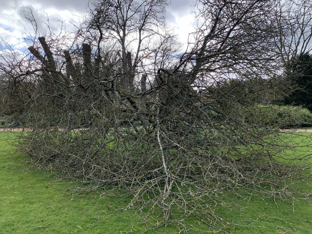 Newton’s Apple Tree