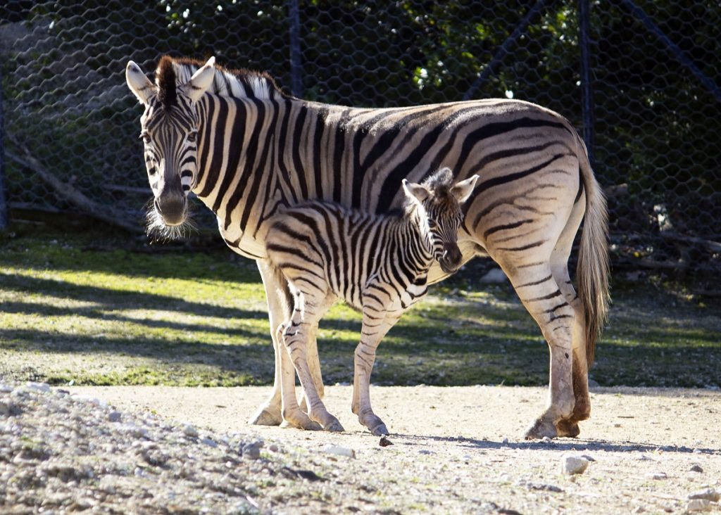 Parco Zoo Falconara - zebra