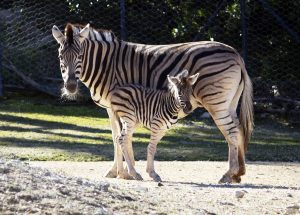 Parco Zoo Falconara - zebra