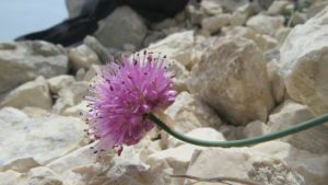 allium ducissae