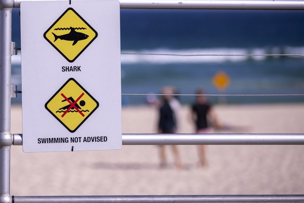 attacco squalo a little-bay sydney australia