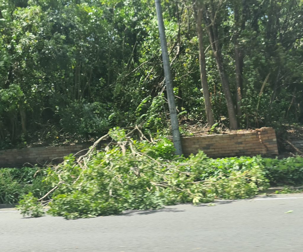 ciclone dovi nuova zelanda