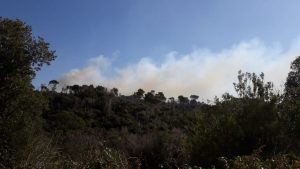 incendio rosignano