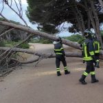 Maltempo, forte maestrale in Sardegna: raffiche fino a 100km/h, albero si schianta sulle auto a Olbia – FOTO