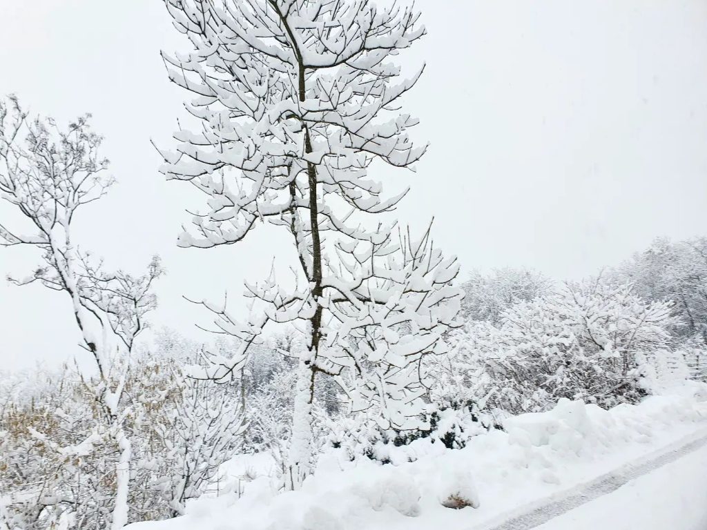 neve trentino