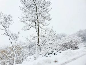 neve trentino