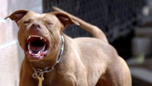 pitbull