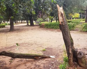 Alberi abbattuti a Palermo