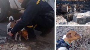 Guerra Ucraina Patron