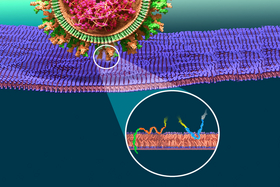Rappresentazione schematica dell’inserzione dei peptiti di fusione della proteina spike in una membrana