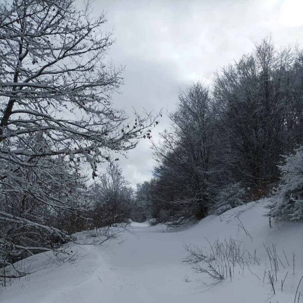 Capracotta