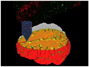 corteccia cerebrale 3D