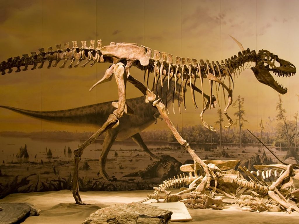 dinosauro t-rex adu dhabi