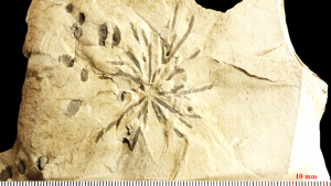 Fossili sull'appennino piacentino