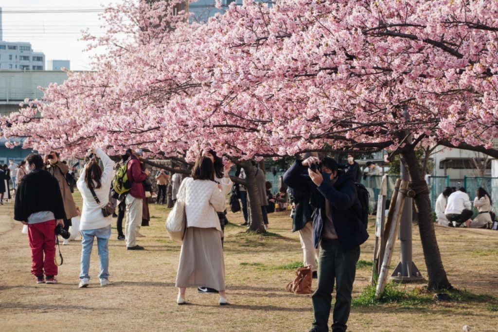 giappone ciliegi in fiore a tokyo fiume Kyunaka
