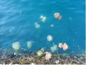 meduse trieste