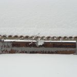Aspromonte sommersa di neve, gli accumuli sfiorano i 3 metri: ciaspolata da sogno fino a Montalto | FOTO