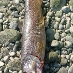Grave siccità al Nord-Est: l’Isonzo in secca a Gradisca, il fiume pieno di pesci morti | FOTO