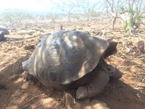 tartaruga gigante galapagos