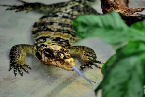 varano Filippine Bioparco